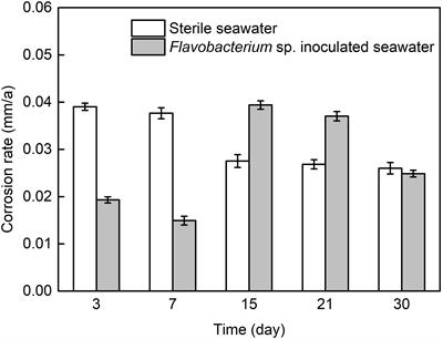 Corrosion Behavior of AISI 1045 Steel in Seawater in the Presence of Flavobacterium sp.